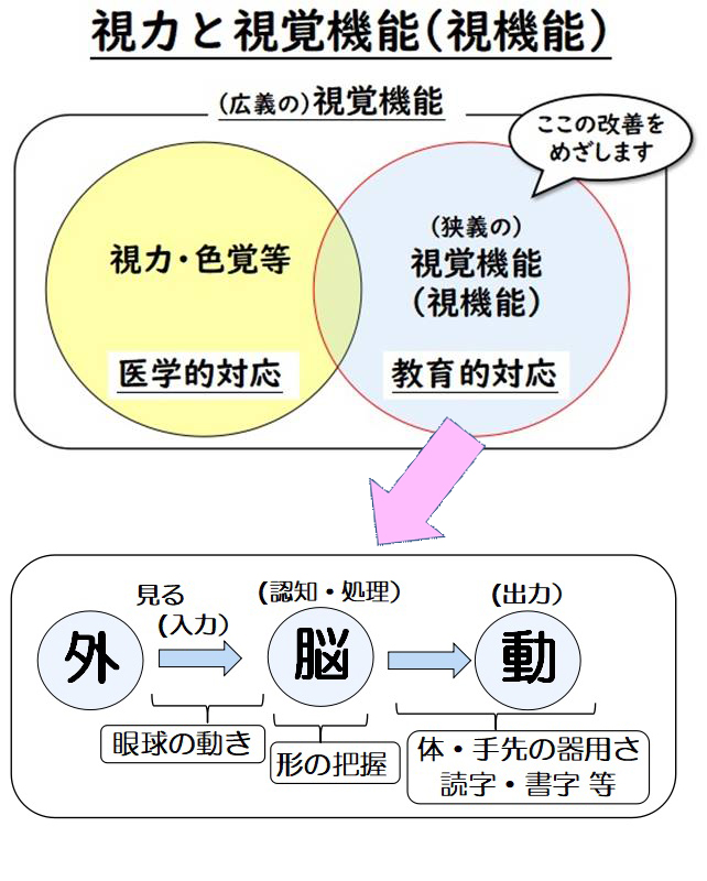 視力と視覚機能(視機能）